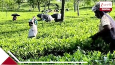 টালবাহানা অতীত, ডেডলাইনের আগেই অ্যাকাউন্টে টাকা! পুজোর মুখে ২৬০০ চা শ্রমিককে বোনাস