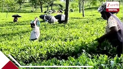 টালবাহানা অতীত, ডেডলাইনের আগেই অ্যাকাউন্টে টাকা! পুজোর মুখে ২৬০০ চা শ্রমিককে বোনাস