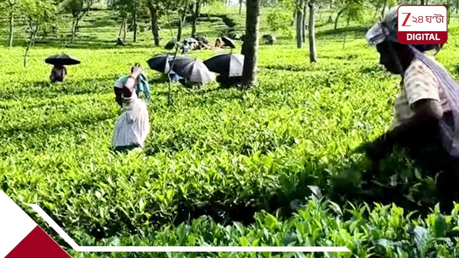 টালবাহানা অতীত, ডেডলাইনের আগেই অ্যাকাউন্টে টাকা! পুজোর মুখে ২৬০০ চা শ্রমিককে বোনাস