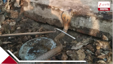 আটকানোর সাধ্য় নেই পুলিসের! থানায় এবার ফণা তুলল গোখরো, তারপর...