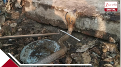 আটকানোর সাধ্য় নেই পুলিসের! থানায় এবার ফণা তুলল গোখরো, তারপর...