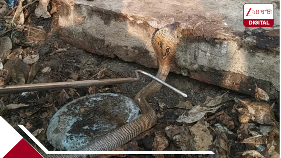 আটকানোর সাধ্য় নেই পুলিসের! থানায় এবার ফণা তুলল গোখরো, তারপর...