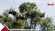 সবুজ জঙ্গলে পাখিদের আনাগোনা, আদিনা ডিয়ার ফরেস্টে শুরু পরিযায়ী পাখি গণনা