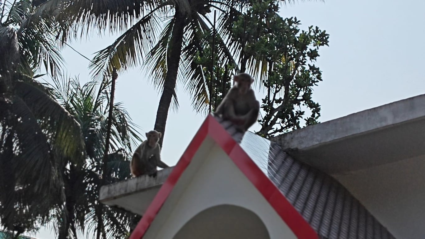  jalpaiguri patkataa monkey