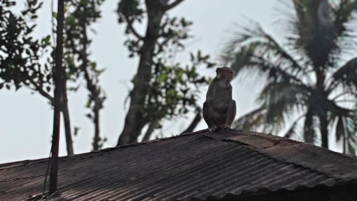  jalpaiguri patkataa monkey