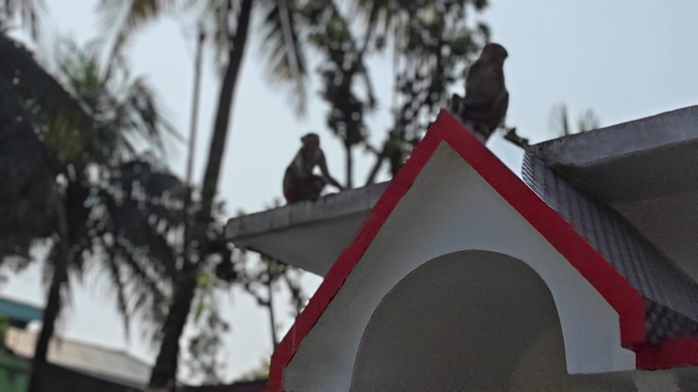  jalpaiguri patkataa monkey