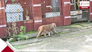 বাঁদরের দাপটে অতিষ্ঠ জলপাইগুড়ির পাতকাটা, বাড়িতে ঢুকে খাবার-জিনিসপত্র নষ্ট করার অভিযোগ