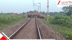 লাল কাপড় উড়িয়ে সিকিম -মহানন্দা এক্সপ্রেস থামলেন বনকর্মীরা, লাইনে উঠে পড়ল ১০০ হাতির একটি দল