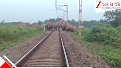 লাল কাপড় উড়িয়ে সিকিম -মহানন্দা এক্সপ্রেস থামলেন বনকর্মীরা, লাইনে উঠে পড়ল ১০০ হাতির একটি দল