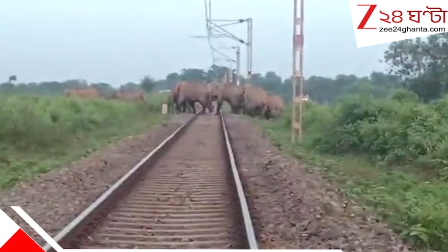 লাল কাপড় উড়িয়ে সিকিম -মহানন্দা এক্সপ্রেস থামলেন বনকর্মীরা, লাইনে উঠে পড়ল ১০০ হাতির একটি দল