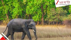 ধানের ভরা মরসুমে প্রায়শই হাতির হানা! ফসলের ক্ষতিতে ঘোর দুশ্চিন্তায় কৃষকরা!