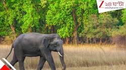ধানের ভরা মরসুমে প্রায়শই হাতির হানা! ফসলের ক্ষতিতে ঘোর দুশ্চিন্তায় কৃষকরা!