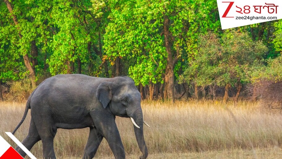 ধানের ভরা মরসুমে প্রায়শই হাতির হানা! ফসলের ক্ষতিতে ঘোর দুশ্চিন্তায় কৃষকরা!