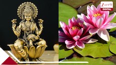রাতভর পদ্ম তোলার ব্যস্ততা, লক্ষ্মীপুজোর আগে ভালো দামের আশায় চাষীরা