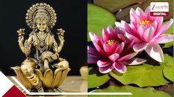 রাতভর পদ্ম তোলার ব্যস্ততা, লক্ষ্মীপুজোর আগে ভালো দামের আশায় চাষীরা