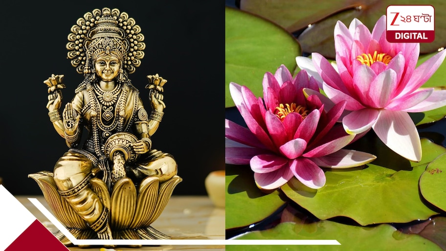 রাতভর পদ্ম তোলার ব্যস্ততা, লক্ষ্মীপুজোর আগে ভালো দামের আশায় চাষীরা