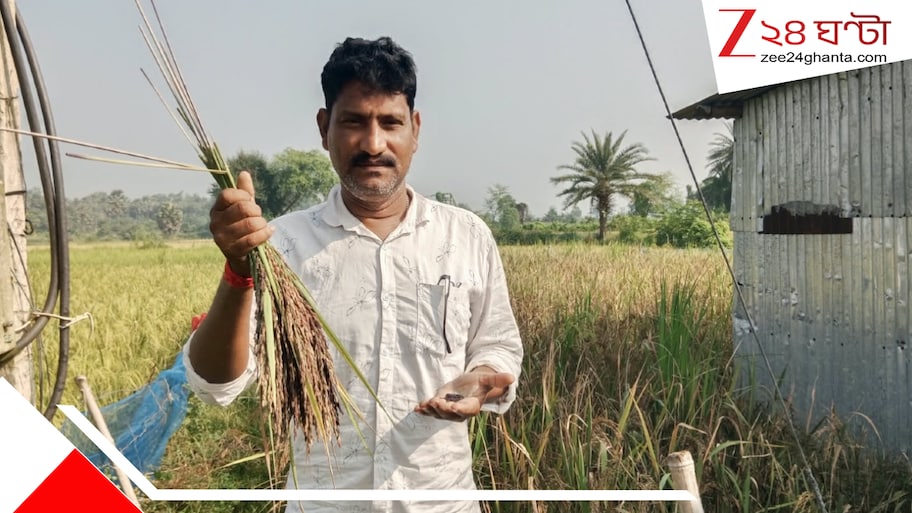 সবুজ পাতা, কালো ধান! মণিপুর থেকে বীজ এনে চমক হবিবপুরের রতনের; ধন্য ধন্য পড়ে গেছে