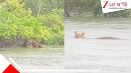 চোখের সামনে নদী পার সুন্দরবনের রাজার! প্রায় ২০০ মিটার নদী সাঁতরে পার হল রয়্যাল বেঙ্গল টাইগার