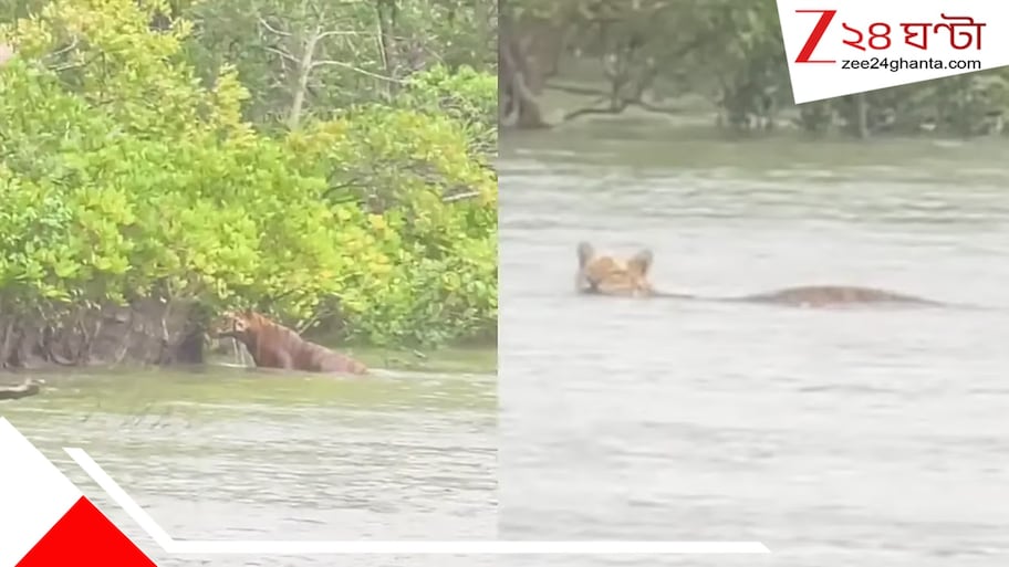 চোখের সামনে নদী পার সুন্দরবনের রাজার! প্রায় ২০০ মিটার নদী সাঁতরে পার হল রয়্যাল বেঙ্গল টাইগার
